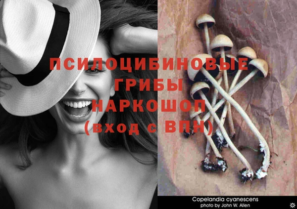 прущие грибы Верея